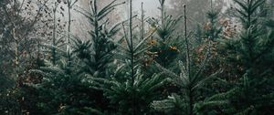 Preview wallpaper forest, pines, trees, fog, nature, landscape