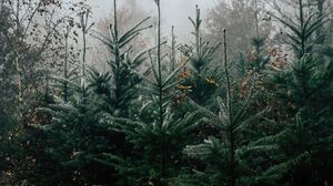 Preview wallpaper forest, pines, trees, fog, nature, landscape