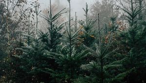 Preview wallpaper forest, pines, trees, fog, nature, landscape