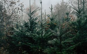 Preview wallpaper forest, pines, trees, fog, nature, landscape