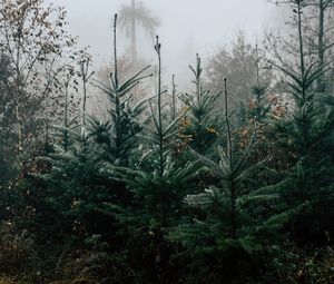 Preview wallpaper forest, pines, trees, fog, nature, landscape