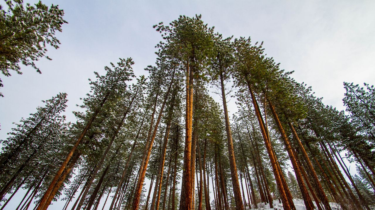 Wallpaper forest, pines, trees, conifer, snow, nature, bottom view