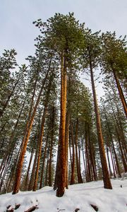 Preview wallpaper forest, pines, trees, conifer, snow, nature, bottom view