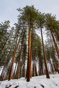 Preview wallpaper forest, pines, trees, conifer, snow, nature, bottom view