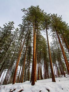 Preview wallpaper forest, pines, trees, conifer, snow, nature, bottom view