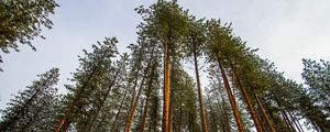 Preview wallpaper forest, pines, trees, conifer, snow, nature, bottom view