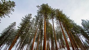 Preview wallpaper forest, pines, trees, conifer, snow, nature, bottom view