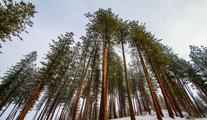 Preview wallpaper forest, pines, trees, conifer, snow, nature, bottom view