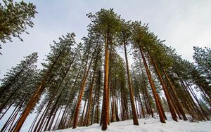 Preview wallpaper forest, pines, trees, conifer, snow, nature, bottom view