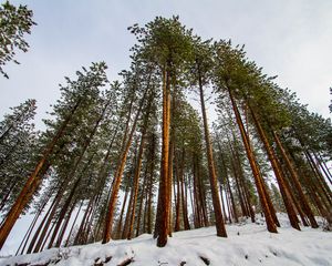 Preview wallpaper forest, pines, trees, conifer, snow, nature, bottom view