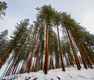 Preview wallpaper forest, pines, trees, conifer, snow, nature, bottom view