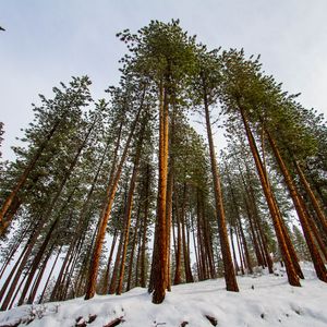 Preview wallpaper forest, pines, trees, conifer, snow, nature, bottom view