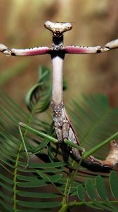 Preview wallpaper forest, plant, insect, legs, mantis