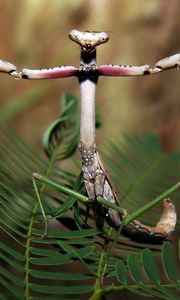 Preview wallpaper forest, plant, insect, legs, mantis