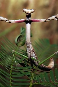 Preview wallpaper forest, plant, insect, legs, mantis