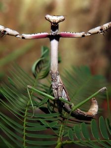 Preview wallpaper forest, plant, insect, legs, mantis