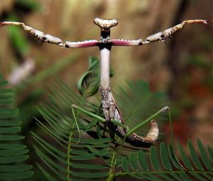 Preview wallpaper forest, plant, insect, legs, mantis