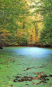 Preview wallpaper forest, pond, nature