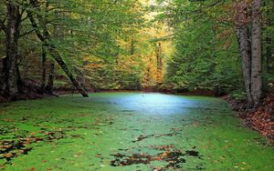 Preview wallpaper forest, pond, nature