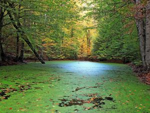 Preview wallpaper forest, pond, nature