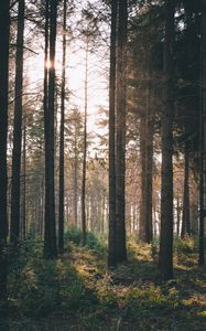 Preview wallpaper forest, rays, bushes