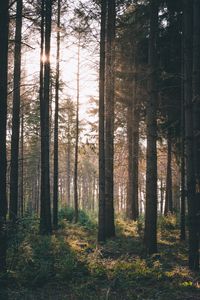 Preview wallpaper forest, rays, bushes