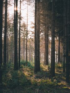 Preview wallpaper forest, rays, bushes