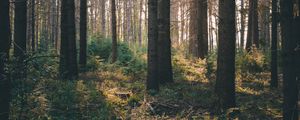 Preview wallpaper forest, rays, bushes