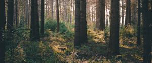 Preview wallpaper forest, rays, bushes