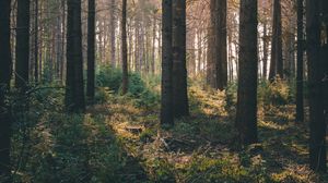 Preview wallpaper forest, rays, bushes