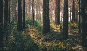 Preview wallpaper forest, rays, bushes