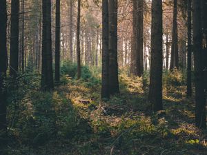 Preview wallpaper forest, rays, bushes