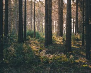 Preview wallpaper forest, rays, bushes
