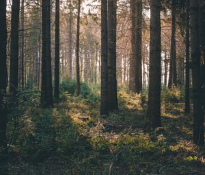Preview wallpaper forest, rays, bushes