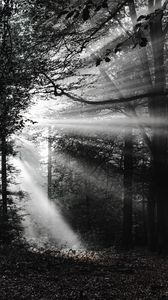 Preview wallpaper forest, rays, bw