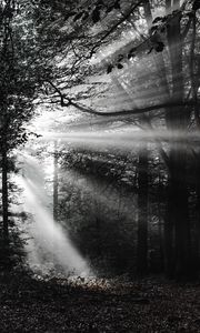 Preview wallpaper forest, rays, bw