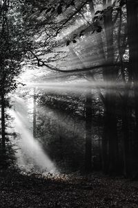 Preview wallpaper forest, rays, bw