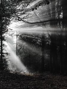 Preview wallpaper forest, rays, bw