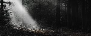 Preview wallpaper forest, rays, bw