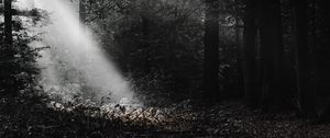 Preview wallpaper forest, rays, bw