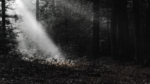 Preview wallpaper forest, rays, bw
