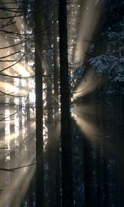 Preview wallpaper forest, rays, glow