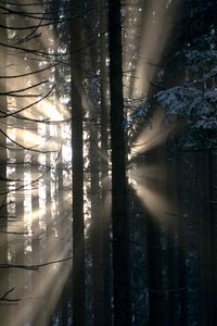Preview wallpaper forest, rays, glow