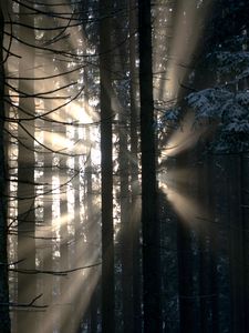 Preview wallpaper forest, rays, glow