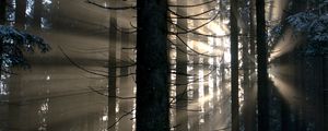 Preview wallpaper forest, rays, glow