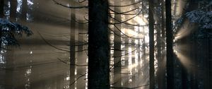 Preview wallpaper forest, rays, glow