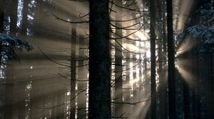Preview wallpaper forest, rays, glow