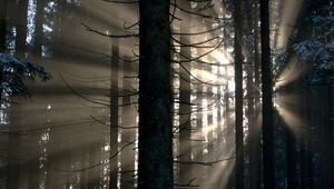 Preview wallpaper forest, rays, glow