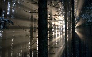 Preview wallpaper forest, rays, glow