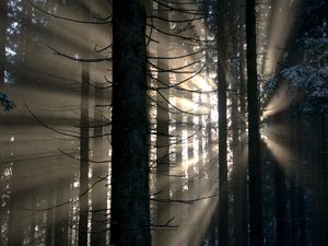 Preview wallpaper forest, rays, glow